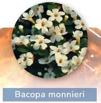 Bacopa monnieri