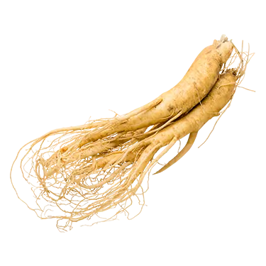 Eleuthero root