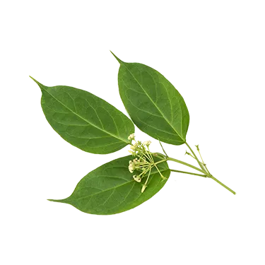 Gymnema Sylvestris