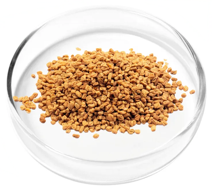 Dodder Seed