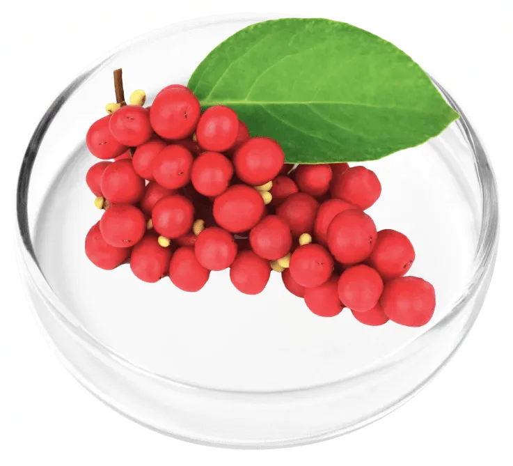 Schisandra