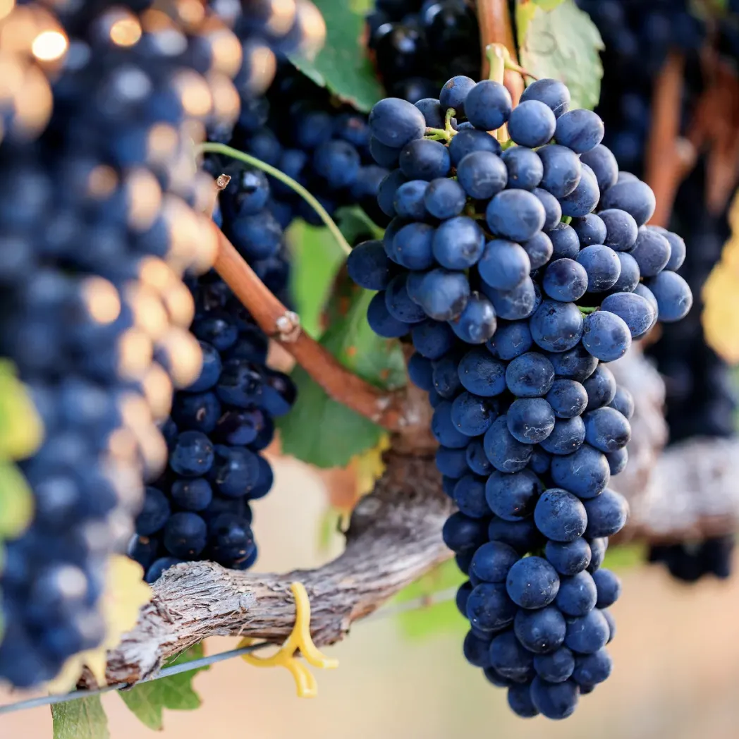 Resveratrol