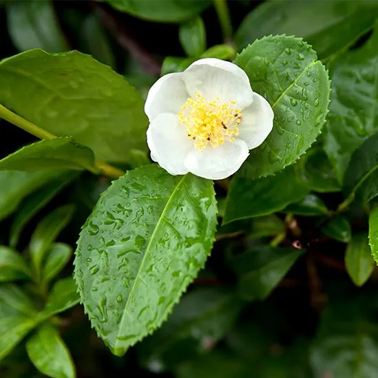 Camellia sinensis
