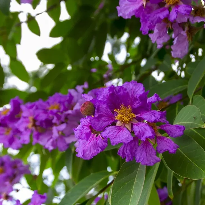 Banaba Leaf