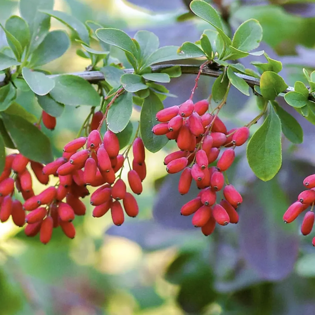 Berberine aristata