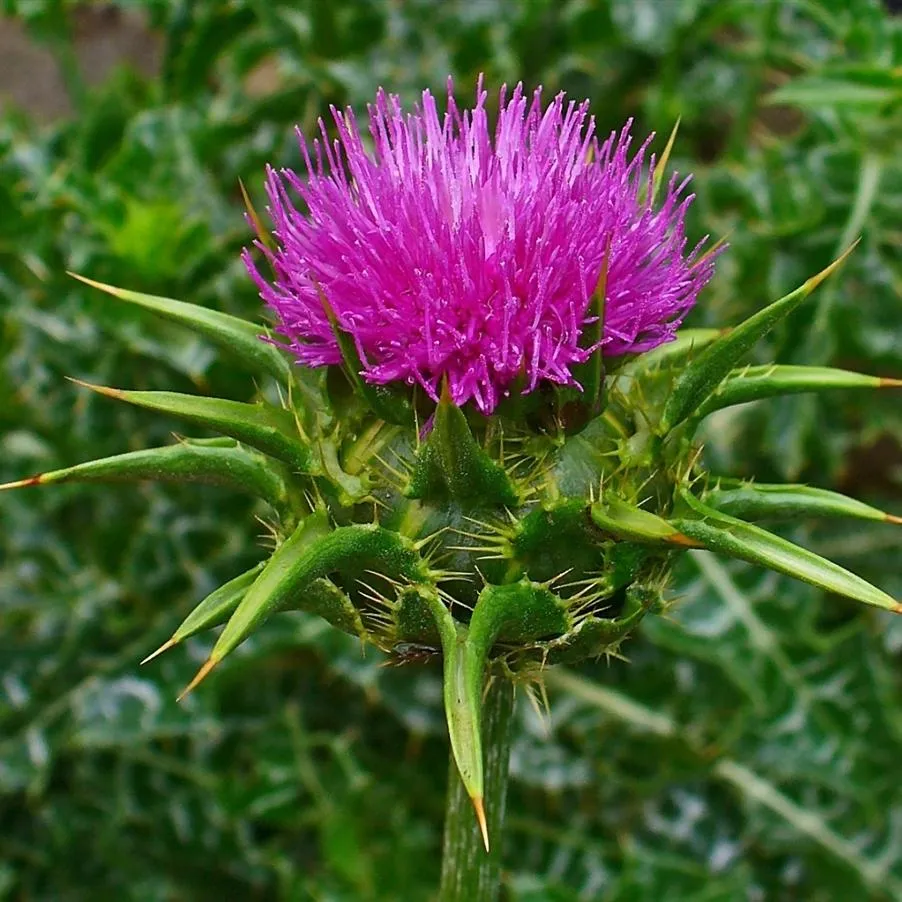 Silymarin (Milk Thistle)