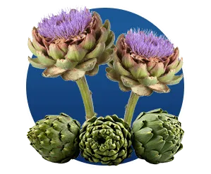 Cynara Scolymus