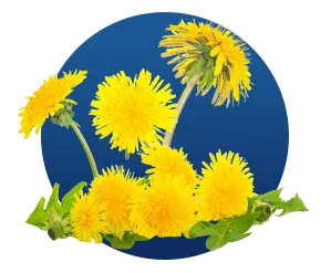 Taraxacum