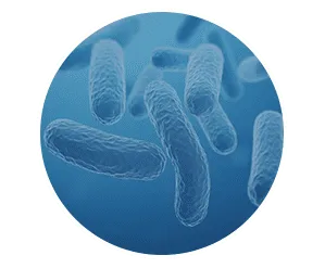 Probiotics
