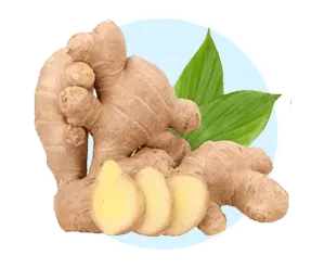 Ginger
