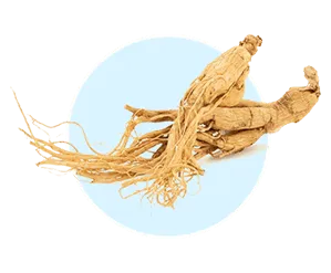 Panax Ginseng