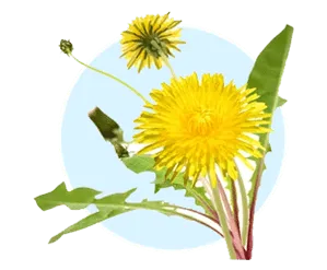 Dandelion 