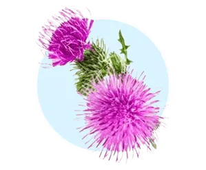 Milk thistle 