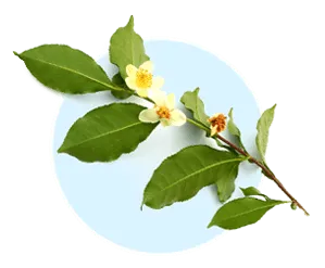 Camellia Senensis