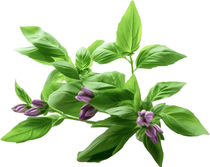 Holy Basil
