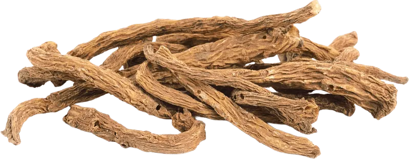 Angelica Gigas Root