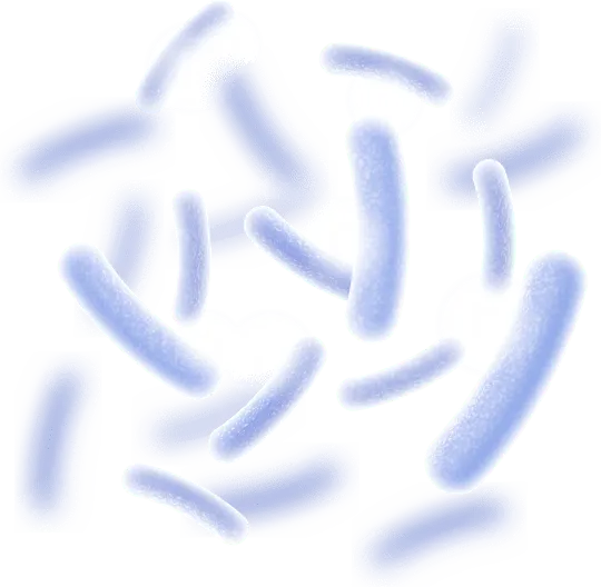 Lactobacillus Reuteri