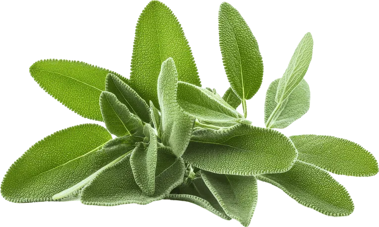 Sage
