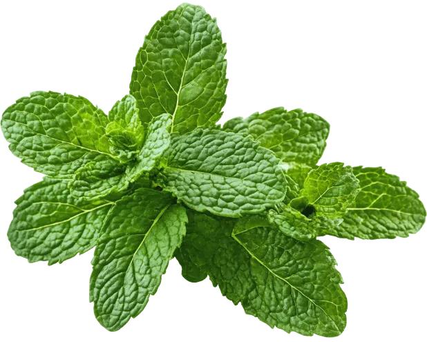 Peppermint Extract