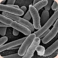 Lactobacillus Acidophilus