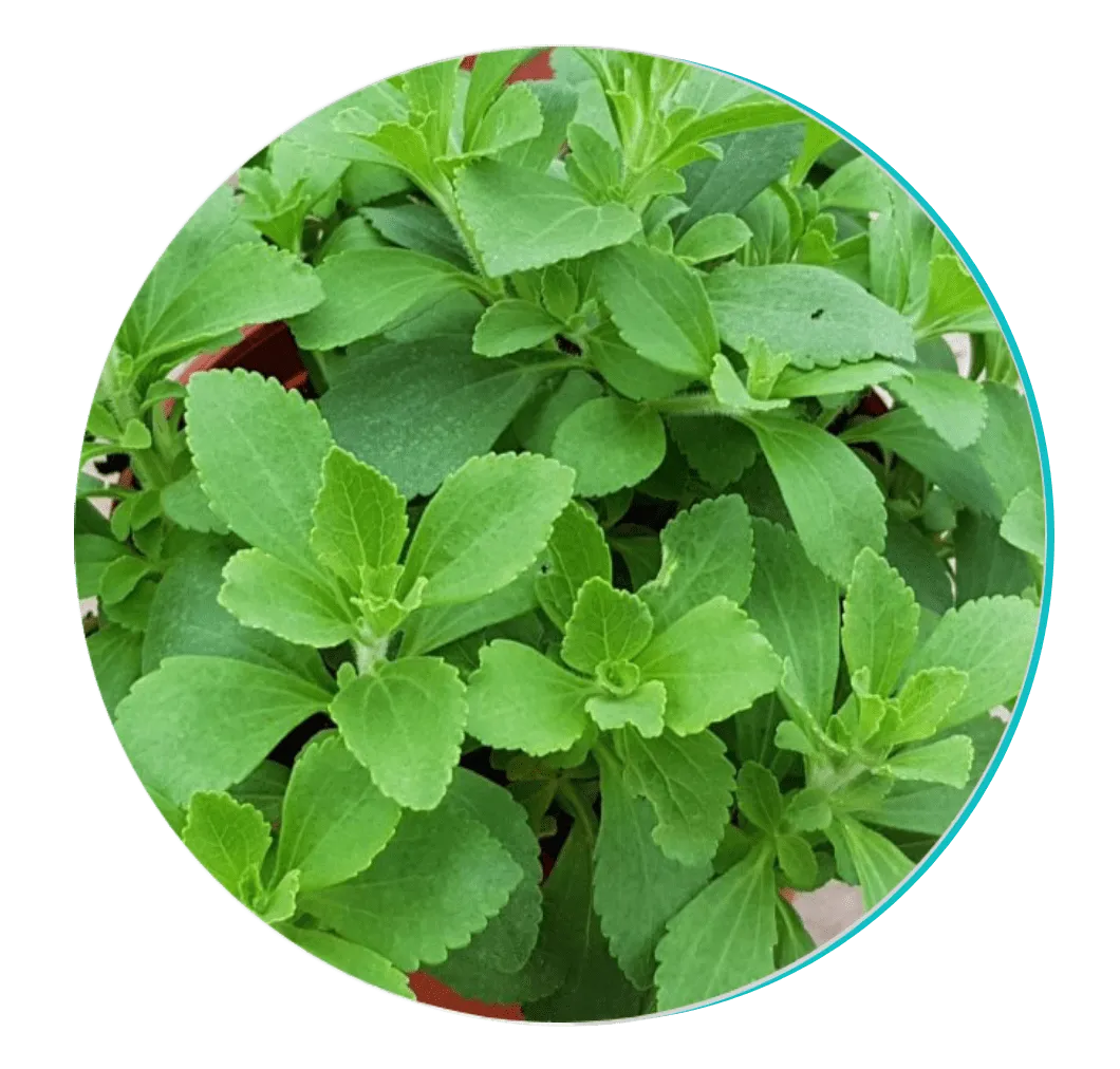 Stevia