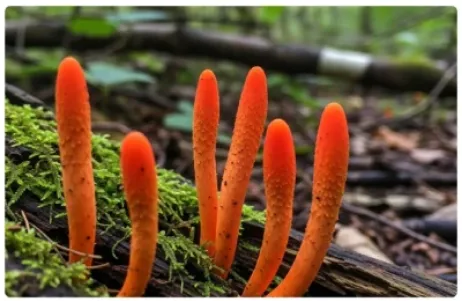 Cordyceps Militaris