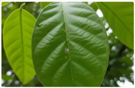Banaba Leaf Extract