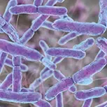 Bifidobacterium Lactis BL-04