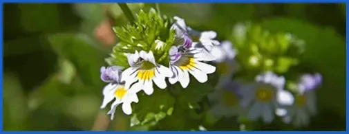 Eyebright
