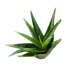 Cape Aloe Leaf