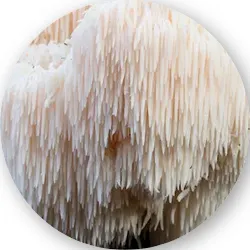Lion’s Mane Mushroom