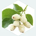 White Mullberry