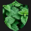 Stinging Nettle