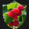 Red Raspberry