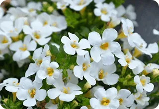 Bacopa monnieri Extract
