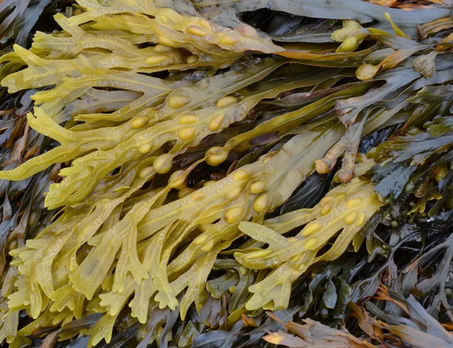 Bladderwrack