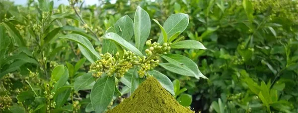 Gymnema Sylvestre