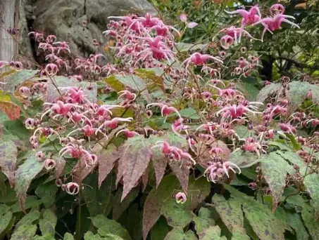 Horny Goat Weed (Epimedium)