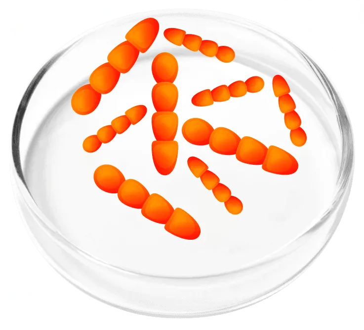 Lactobacillus Crispatus