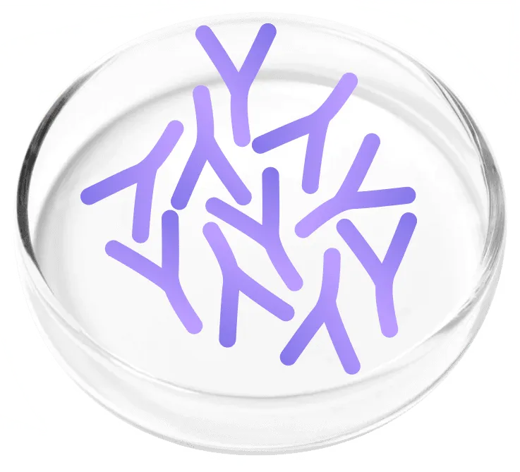 Lactobacillus Plantarum