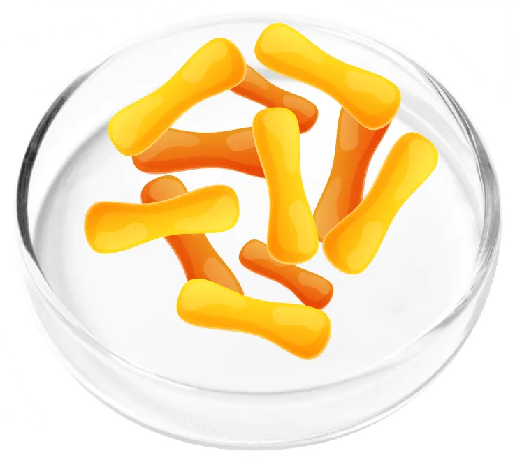 Lactobacillus Cassei
