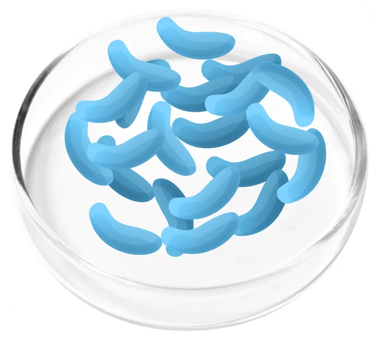 Lactobacillus Gaseri