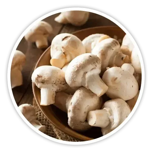 White Button Mushroom