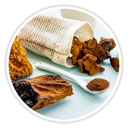 Chaga Mushroom