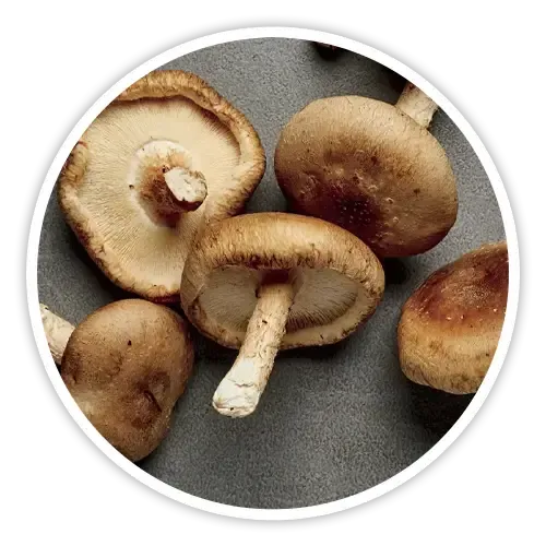 Shiitake Mushroom