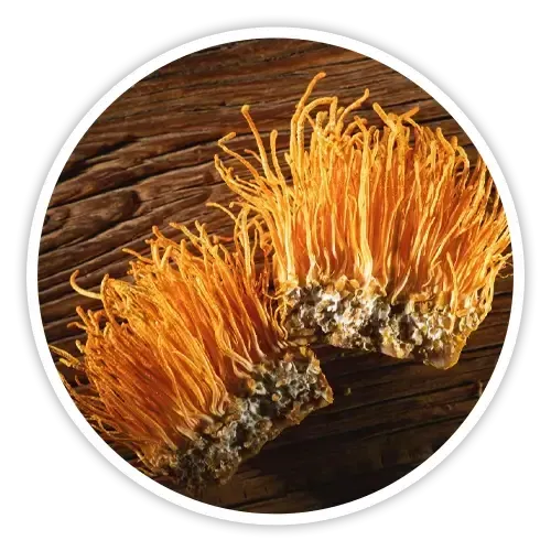 Cordyceps