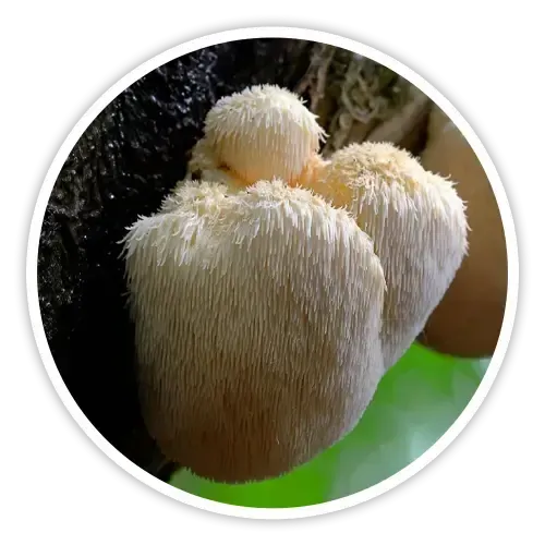 Lion’s Mane