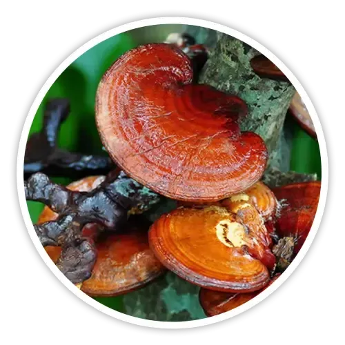 Reishi Mushroom