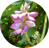 Kudzu Flower Extract