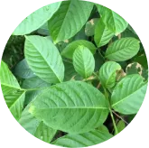 Corosolic Acid (Banaba Leaf) 